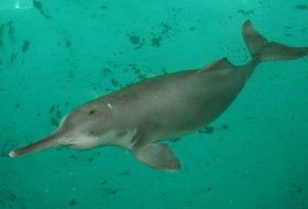 China`s `extinct` dolphin may have returned to Yangtze river, say conservationists